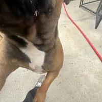 Alayna, a female English Bulldog and French Bulldog for sale in Goose Creek, SC – Photo 8 of 10