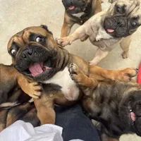 Alayna, a female English Bulldog and French Bulldog for sale in Goose Creek, SC – Photo 3 of 10