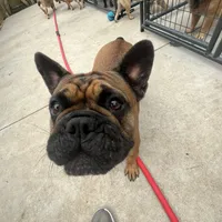 Alayna, a female English Bulldog and French Bulldog for sale in Goose Creek, SC – Photo 9 of 10