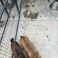 Alayna, a female English Bulldog and French Bulldog for sale in Goose Creek, SC – Photo 5 of 10