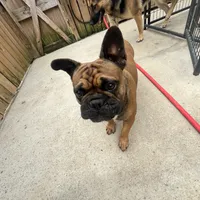 Alayna, a female English Bulldog and French Bulldog for sale in Goose Creek, SC – Photo 10 of 10