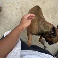 Alayna, a female English Bulldog and French Bulldog for sale in Goose Creek, SC – Photo 7 of 10