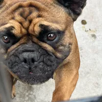 Alayna, a female English Bulldog and French Bulldog for sale in Goose Creek, SC – Photo 6 of 10