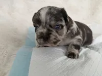 Oreo, a male French Bulldog for sale in Goose Creek, SC – 2 of 5