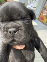 Luna, a female French Bulldog for sale in Goose Creek, SC – 5 of 10