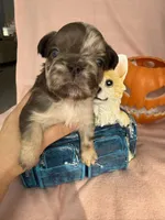 Brownie, a female French Bulldog for sale in Goose Creek, SC – 3 of 8