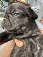 Luna, a female French Bulldog for sale in Goose Creek, SC – 6 of 10