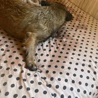 Lizzy, a female French Bulldog for sale in Goose Creek, SC – Photo 6 of 10