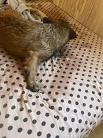 Lizzy, a female French Bulldog for sale in Goose Creek, SC – Photo 6 of 10