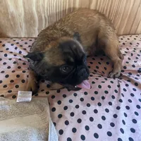 Lizzy, a female French Bulldog for sale in Goose Creek, SC – Photo 5 of 10