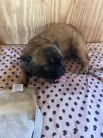 Lizzy, a female French Bulldog for sale in Goose Creek, SC – Photo 5 of 10