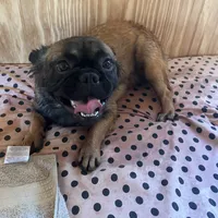 Lizzy, a female French Bulldog for sale in Goose Creek, SC – Photo 2 of 10