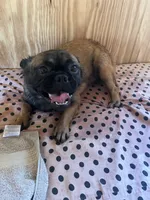 Lizzy, a female French Bulldog for sale in Goose Creek, SC – Photo 2 of 10