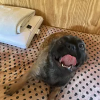 Lizzy, a female French Bulldog for sale in Goose Creek, SC – Photo 9 of 10