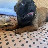 Lizzy, a female French Bulldog for sale in Goose Creek, SC – Photo 10 of 10