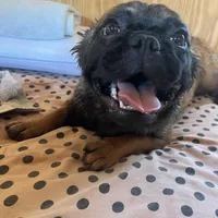 Lizzy, a female French Bulldog for sale in Goose Creek, SC – Photo 8 of 10