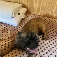 Lizzy, a female French Bulldog for sale in Goose Creek, SC – Photo 3 of 10