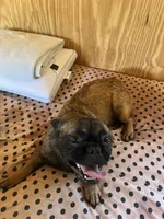 Lizzy, a female French Bulldog for sale in Goose Creek, SC – Photo 3 of 10