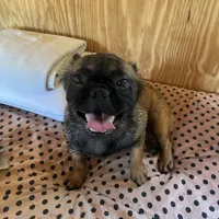 Lizzy, a female French Bulldog for sale in Goose Creek, SC – Photo 4 of 10