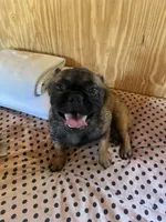 Lizzy, a female French Bulldog for sale in Goose Creek, SC – Photo 4 of 10