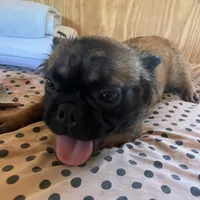 Lizzy, a female French Bulldog for sale in Goose Creek, SC – Photo 7 of 10