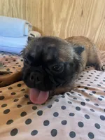 Lizzy, a female French Bulldog for sale in Goose Creek, SC – Photo 7 of 10