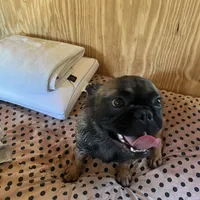 Lizzy, a female French Bulldog for sale in Goose Creek, SC – Photo 1 of 10