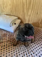 Lizzy, a female French Bulldog for sale in Goose Creek, SC – Photo 1 of 10