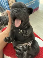 Luna, a female French Bulldog for sale in Goose Creek, SC – 2 of 10