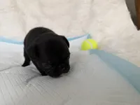 Luna, a female French Bulldog for sale in Goose Creek, SC – 10 of 10