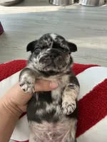 Sesame, a male French Bulldog for sale in Goose Creek, SC – 3 of 8