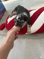 Sesame, a male French Bulldog for sale in Goose Creek, SC – 4 of 8