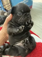 Luna, a female French Bulldog for sale in Goose Creek, SC – 4 of 10