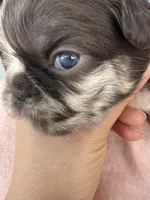 Cinnamon, a female French Bulldog for sale in Goose Creek, SC – 4 of 9