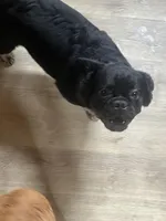 Tiger, a male French Bulldog for sale in Goose Creek, SC – Photo 1 of 9