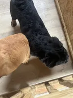 Tiger, a male French Bulldog for sale in Goose Creek, SC – Photo 2 of 9