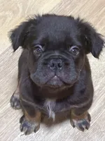 Tiger, a male French Bulldog for sale in Goose Creek, SC – Photo 7 of 9