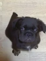 Tiger, a male French Bulldog for sale in Goose Creek, SC – Photo 9 of 9