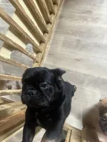 Tiger, a male French Bulldog for sale in Goose Creek, SC – Photo 3 of 9