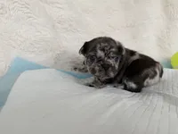 Coco, a female French Bulldog for sale in Goose Creek, SC – 6 of 8