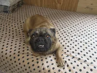 Piper, a female French Bulldog for sale in Goose Creek, SC – 4 of 4