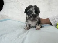 Cinnamon, a female French Bulldog for sale in Goose Creek, SC – 9 of 9