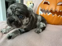 Coco, a female French Bulldog for sale in Goose Creek, SC – 2 of 8