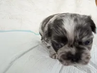 Oreo, a male French Bulldog for sale in Goose Creek, SC – 1 of 5