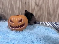 Fluffy Female, a female French Bulldog for sale in Goose Creek, SC – Photo 5 of 7