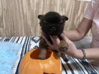 Fluffy Female, a female French Bulldog for sale in Goose Creek, SC – Photo 4 of 7
