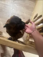 Fluffy Female, a female French Bulldog for sale in Goose Creek, SC – Photo 2 of 7