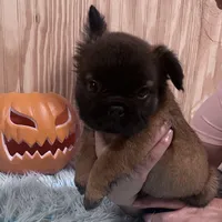 Fluffy Female, a female French Bulldog for sale in Goose Creek, SC – Photo 3 of 7