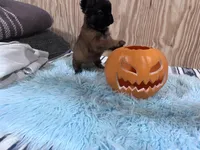 Fluffy Female, a female French Bulldog for sale in Goose Creek, SC – Photo 6 of 7