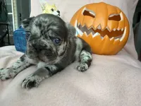 Coco, a female French Bulldog for sale in Goose Creek, SC – 4 of 8